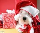 Σκυλί με ένα καπέλο Αϊ-Βασίλη και το δώρο του